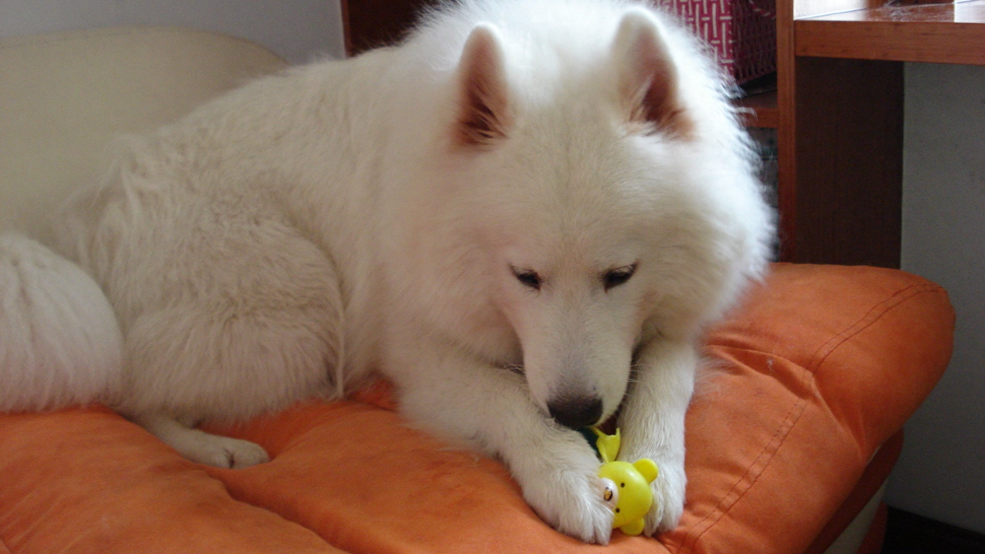 动物图集：雪白可爱狗狗萨摩耶犬