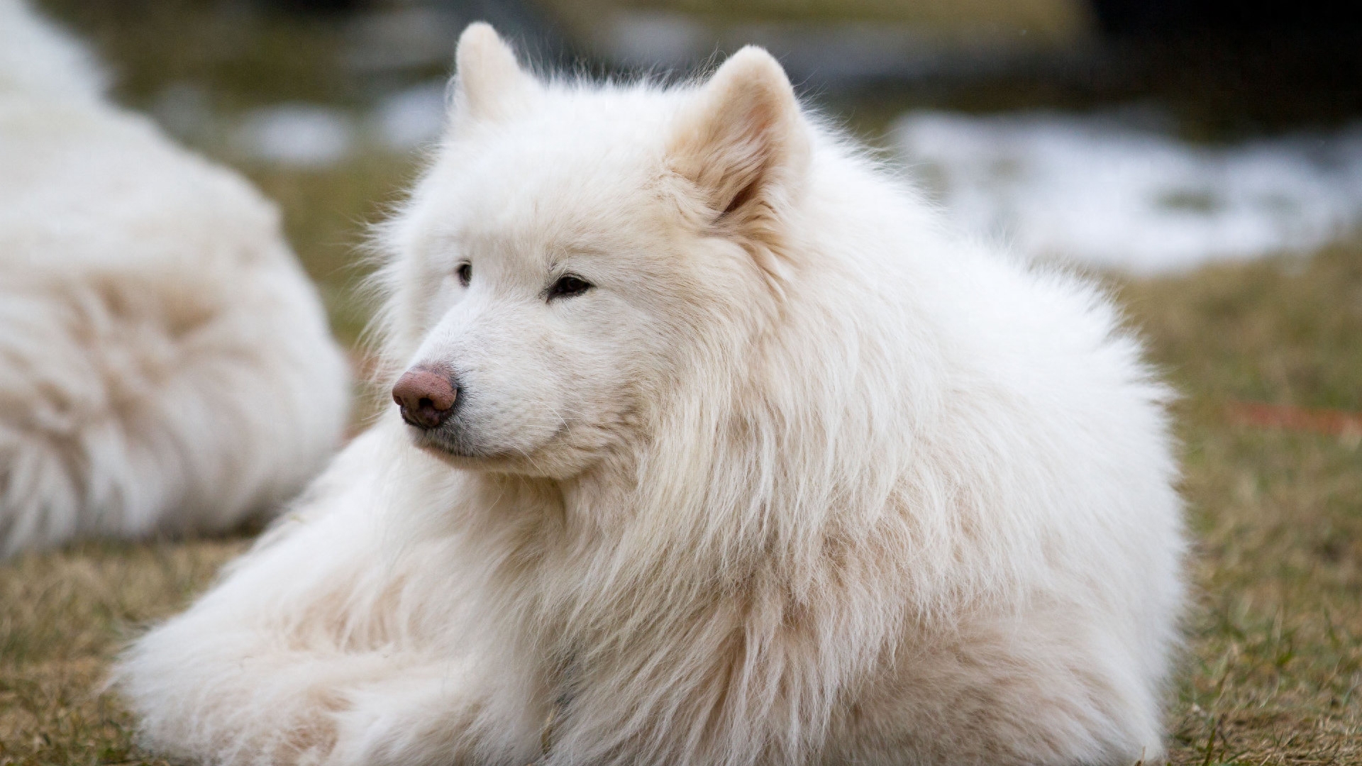 动物图集：雪白可爱狗狗萨摩耶犬