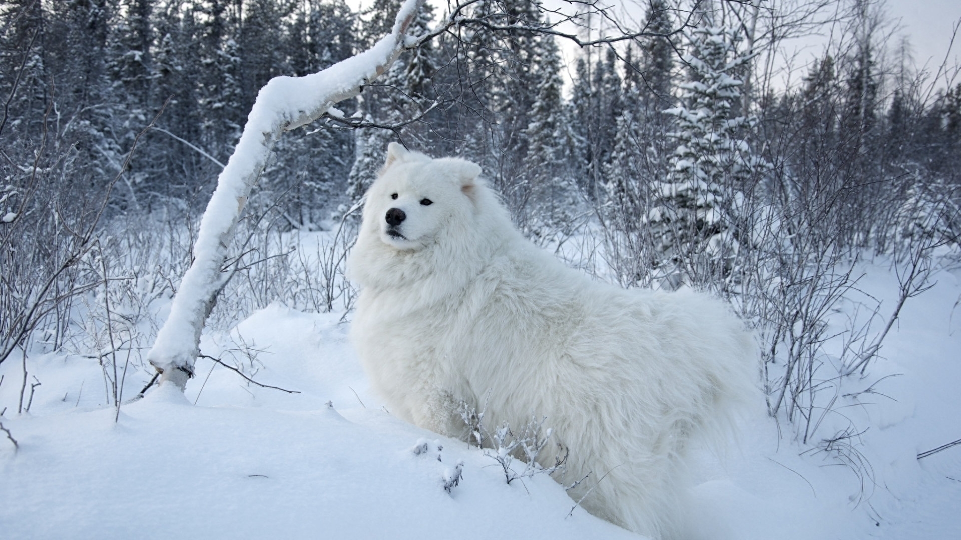 动物图集：雪白可爱狗狗萨摩耶犬