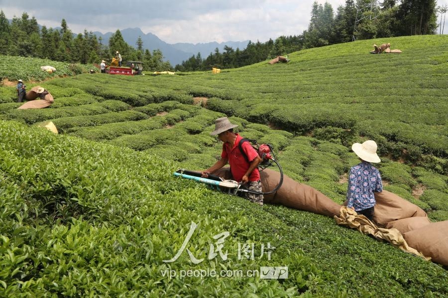 湖北鹤峰：秋茶采摘正当时